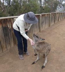 Martha scratching a kangaroo at Bonorong